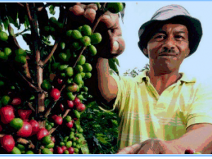 Coffee farmer in Indonesia